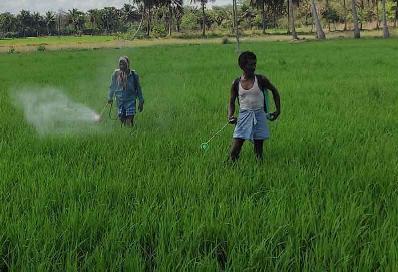 கோடை சாகுபடி செய்த வயல்களில் பூச்சி மருந்து தெளிக்கும் பணி தீவிரம்