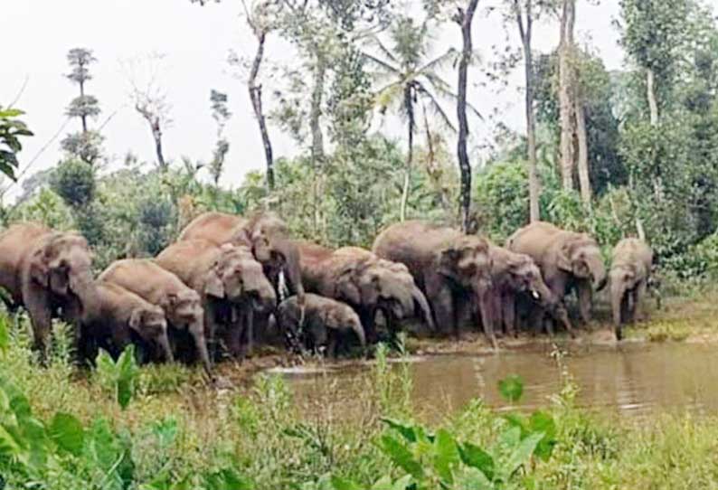 வனப்பகுதியில் சுட்டெரிக்கும் வெயில்; தாகம் தணிக்க வெளியேறும் காட்டு யானைகள்