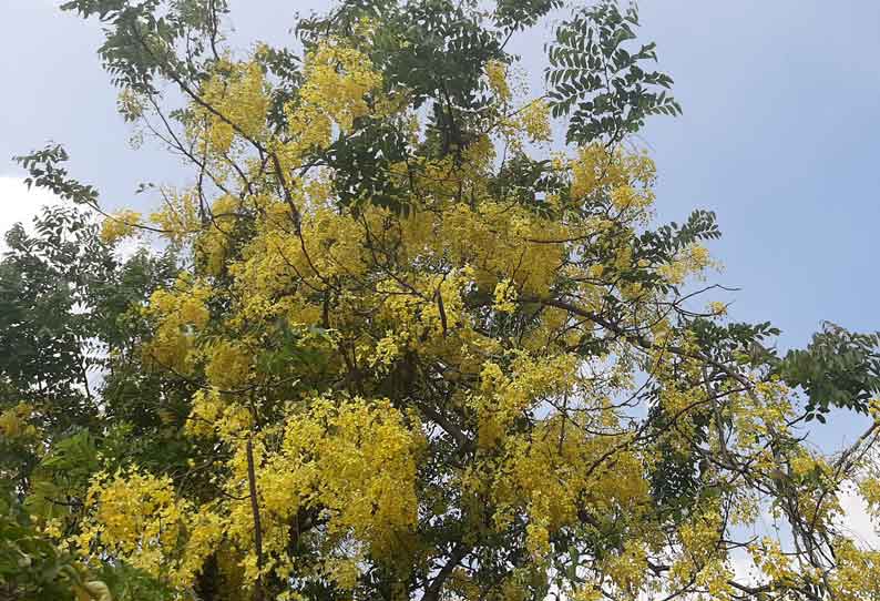 பூத்துக்குலுங்கும் கொன்றை மலர்கள்