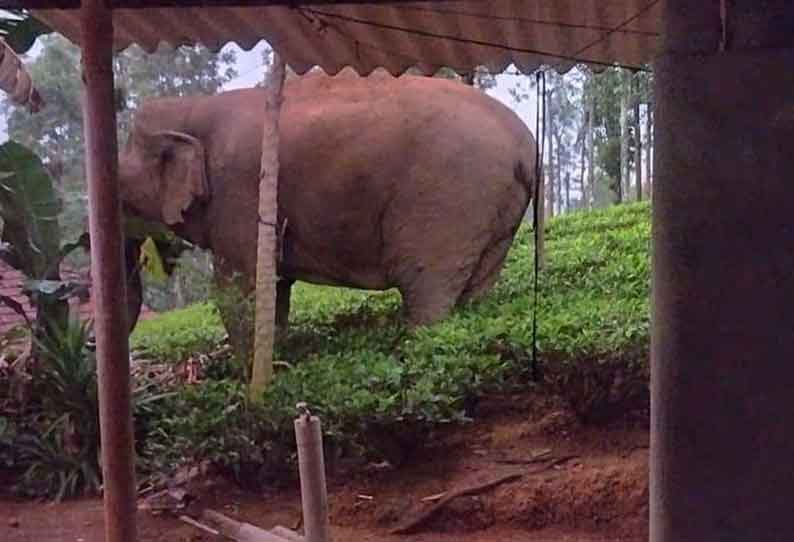 தினமும் ஊருக்குள் நுழையும் காட்டுயானையால் பொதுமக்கள் பீதி