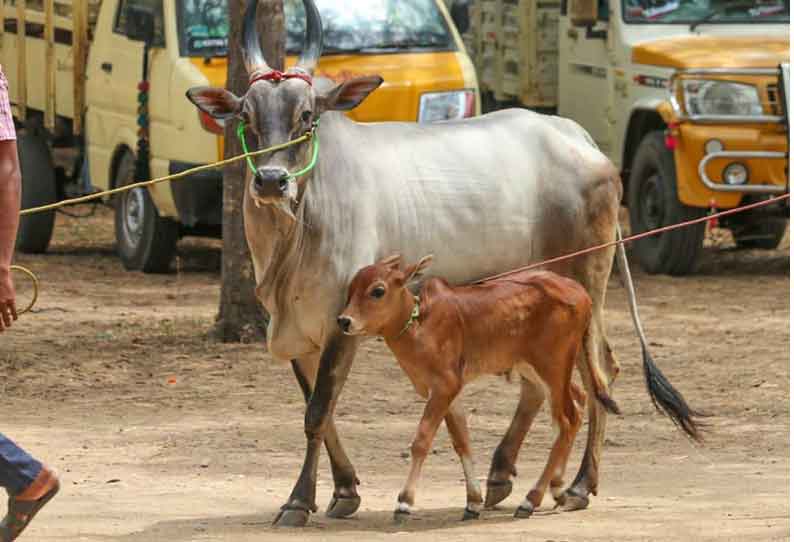 பழையகோட்டை மாட்டுத்தாவணியில் ரூ7 லட்சத்திற்கு மாடுகள் விற்பனை