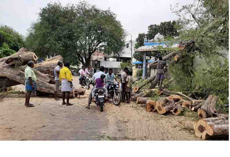 பலத்த மழையால் பஞ்சமாதேவி பகுதியில் வேரோடு சாய்ந்த மரங்கள்