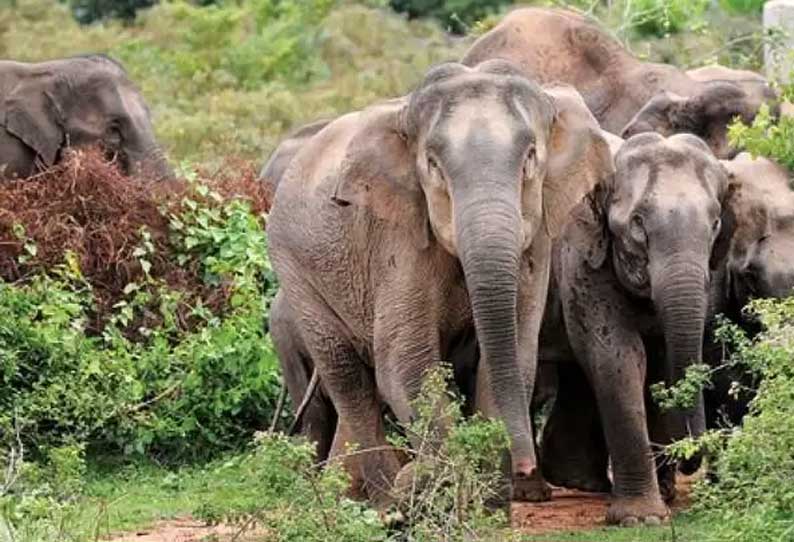 குன்னூர்-மேட்டுப்பாளையம் சாலையில் யானை வழித்தடங்களில் நீதிபதிகள் குழு ஆய்வு