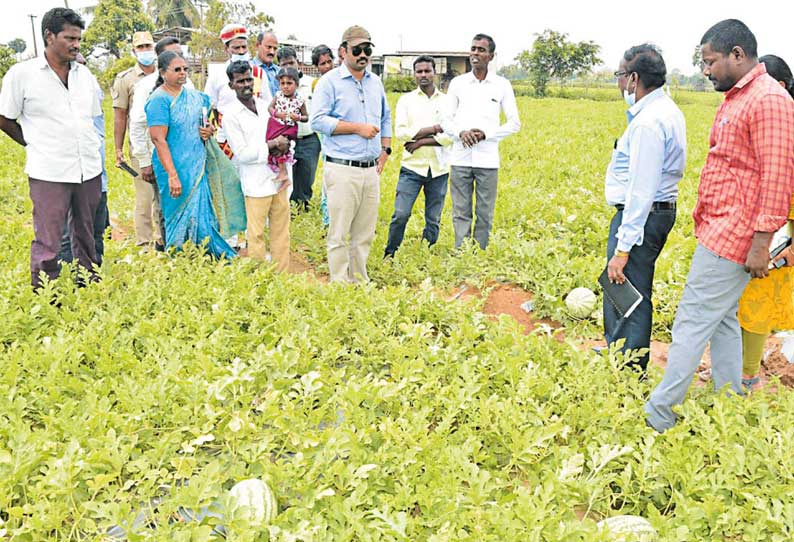 இயற்கை வேளாண்மை முறை சாகுபடி- திருவள்ளூர் மாவட்ட கலெக்டர் ஆய்வு