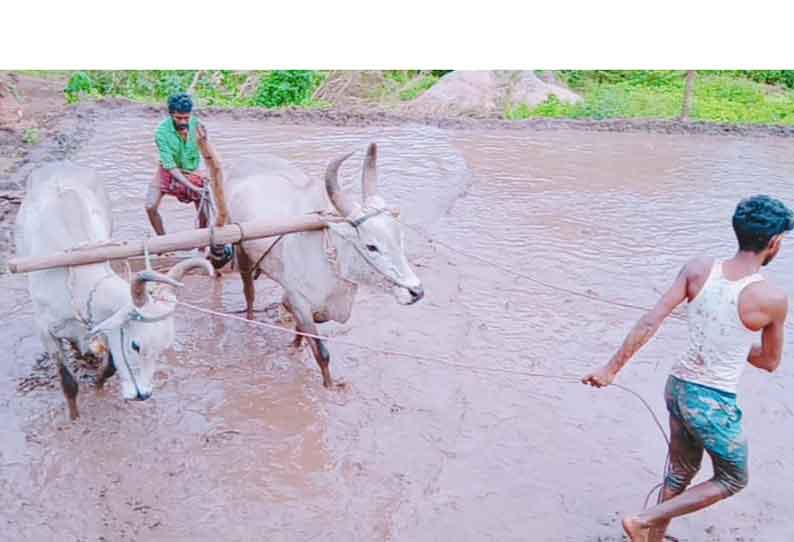 மலைவாழ் மக்கள்உழவுப்பணியில் தீவிரமாக ஈடுபட்டு வருகின்றனர்