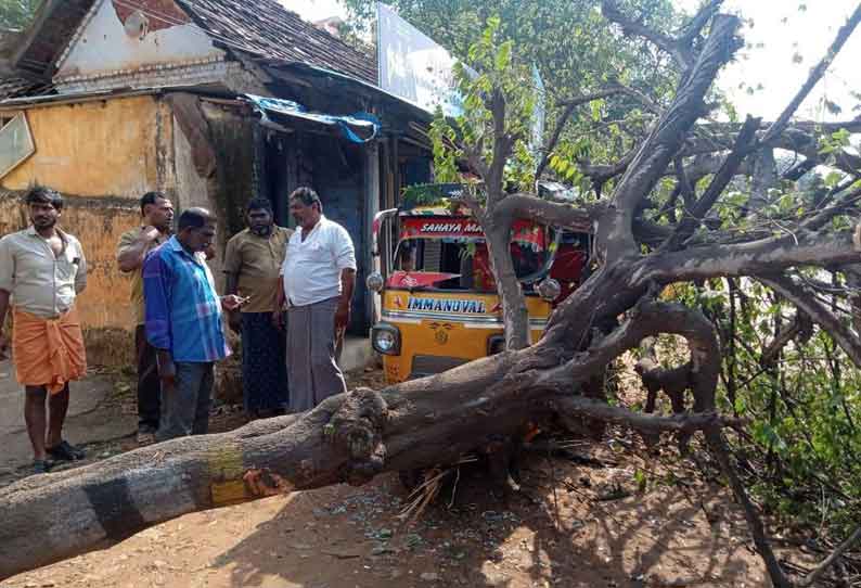 குளச்சலில்  மரம் விழுந்து 2 ஆட்டோக்கள் சேதம்