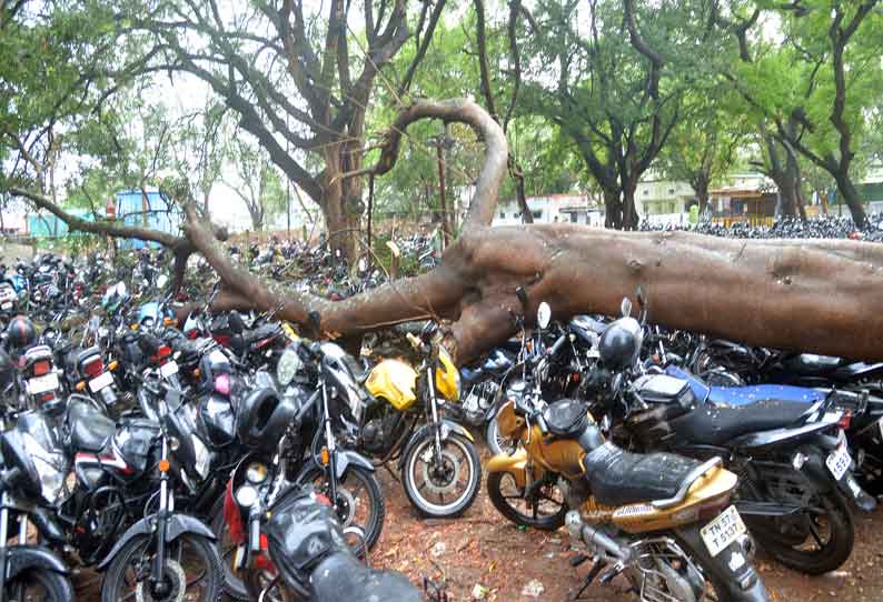 பொள்ளாச்சியில் மரம் விழுந்து மோட்டார் சைக்கிள்கள் சேதம் பொள்ளாச்சியில் மரம் விழுந்து மோட்டார் சைக்கிள்கள் சேதம்