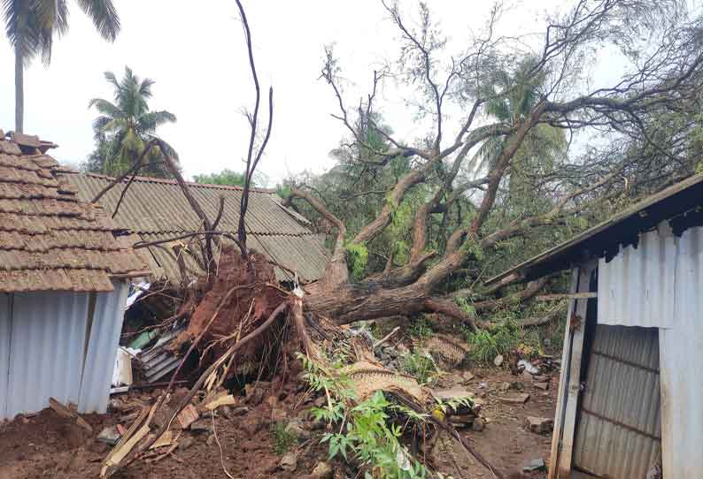 கிணத்துக்கடவு பகுதியில் பலத்த மழை சூறாவளி காற்றால் தென்னை மரங்கள் சாய்ந்தன