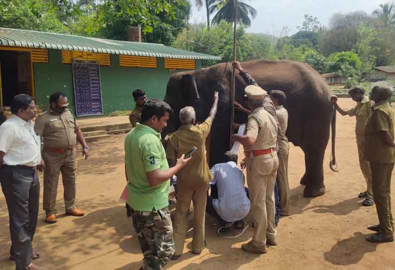 டாப்சிலிப்பில் வளர்ப்பு யானைகளுக்கு டிஎன்ஏ பரிசோதனை