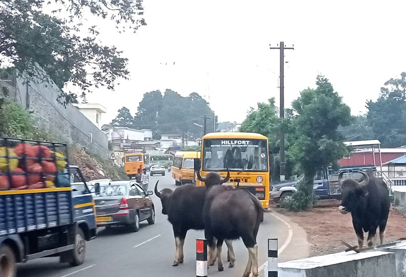 கோத்தகிரி: சாலையில் உலாவரும் காட்டு எருமைகள் - பொதுமக்கள் பீதி