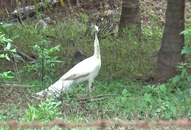 கிணத்துக்கடவு அருகே தென்னந்தோப்புக்குள் வெள்ளை நிற மயில் உலா