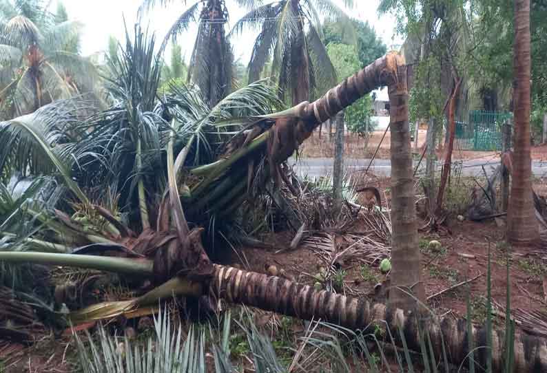 கிணத்துக்கடவு பகுதியில் சூறாவளிக்காற்றுடன் மழை 170 தென்னை மரங்கள் முறிந்து விழுந்தன