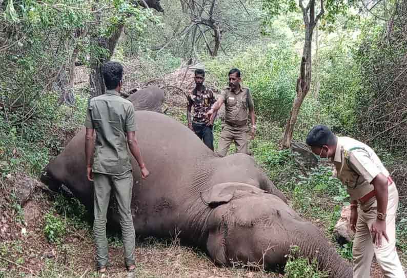 சேத்துமடை வனப்பகுதியில் இறந்து கிடந்த பெண் யானை