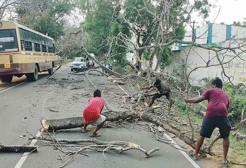 பலத்த சூறைக்காற்றுக்கு தென்னை மரங்கள் சாய்ந்து விழுந்தன