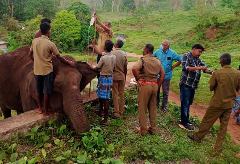 டாப்சிலிப்பில் உடல்நலக்குறைவால் அவதிப்படும் பெண் யானைக்கு தீவிர சிகிச்சை