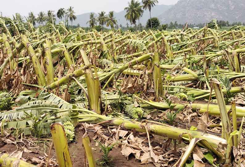 கல்வராயன் மலையில் சூறைக் காற்றுடன் கனமழை - 50 ஏக்கர் வாழைகள் சேதம்...!