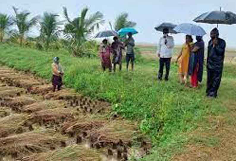 நெல் கொள்முதல் செய்ய வேளாண்மை துறை அலுவலர்களிடம் சான்று பெற வேண்டும்