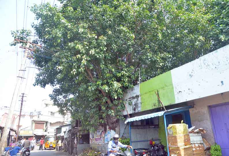 கட்டிடத்தில் வளர்ந்த மரம்