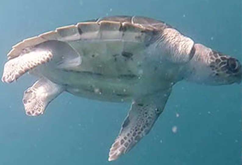 மீன்பிடி வலையில் சிக்கி காயம்: உயிருக்கு போராடிய ஆமை சிகிச்சைக்கு பிறகு கடலில் விடப்பட்டது