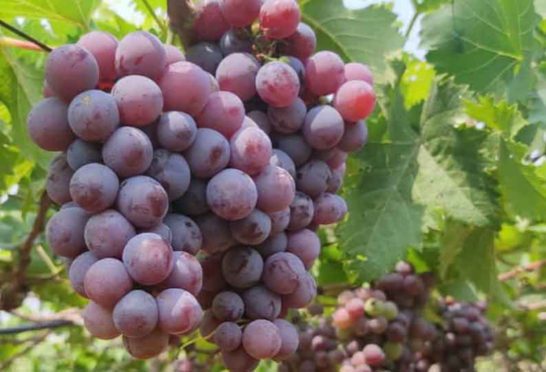 திராட்சை  விவசாயம் வளர்ச்சிக்கு  திரும்புமா