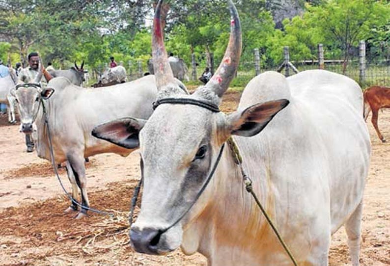 மாடு பிடிக்க பயந்து நேர்முகத் தேர்வை விட்டு பாதியில் வெளியேறிய பட்டதாரிகள்..!