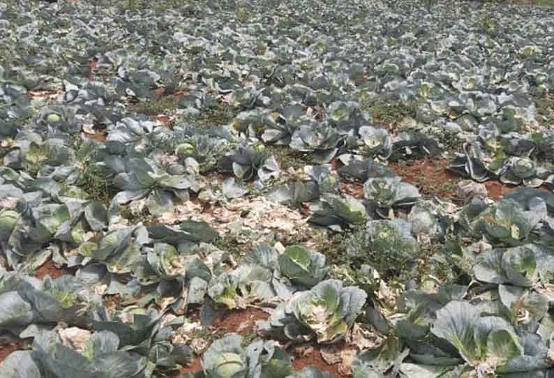 முட்டைகோஸ் விளைச்சல்  அமோகம் விலை கிடைக்காமல் விவசாயிகள் சோகம்