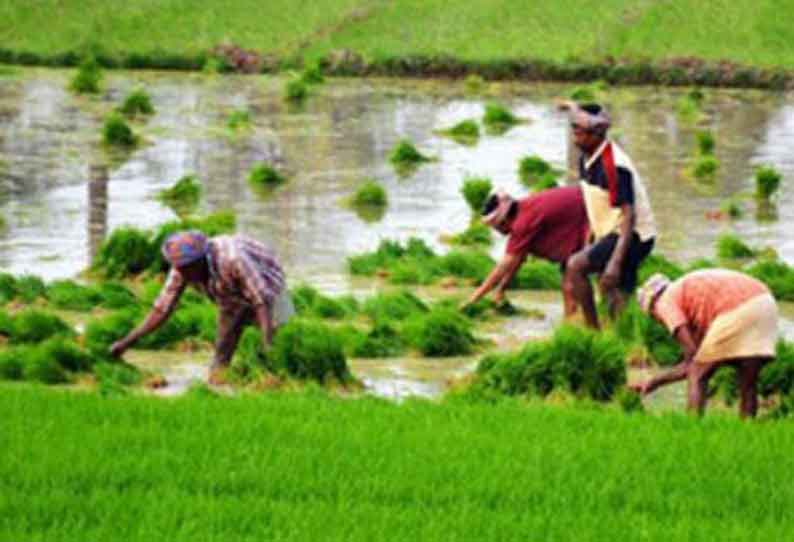 கொள்ளிடம் பகுதியில் குறுவை நெல் சாகுபடி குறைவு