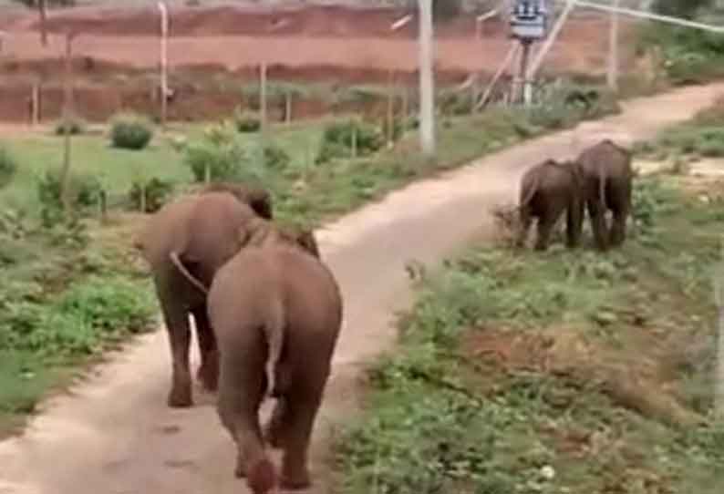 குட்டிகளுடன் காட்டு யானைகள் தென்னந்தோப்பில் புகுந்ததால் பரபரப்பு ஏற்பட்டது