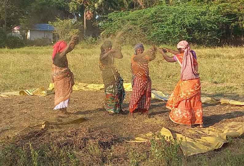 மழையால் 1,000 ஏக்கர் உளுந்து, பயறு சேதம்