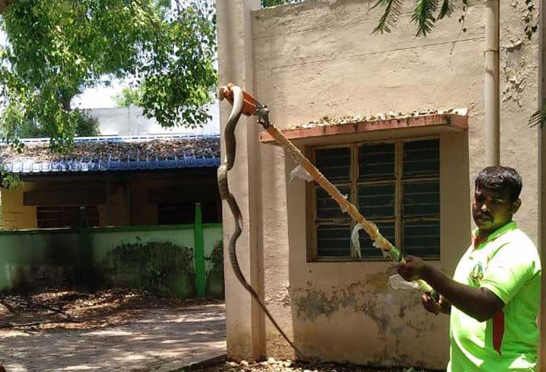 பள்ளிபாளையம் அரசு ஆஸ்பத்திரியில் புதருக்குள் மறைந்திருந்த பாம்பு பிடிபட்டது