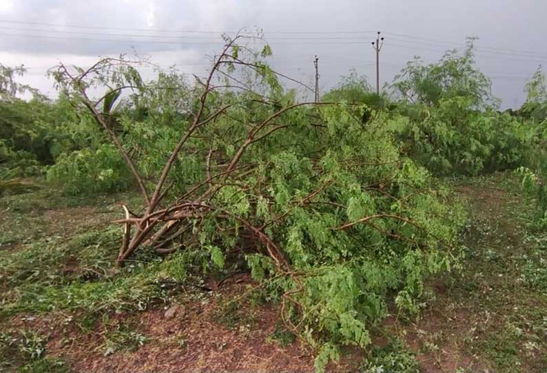 சூறாவளிக்காற்றுடன் பெய்த பலத்த மழையால் முருங்கை செடிகள் முறிந்து சேதம்