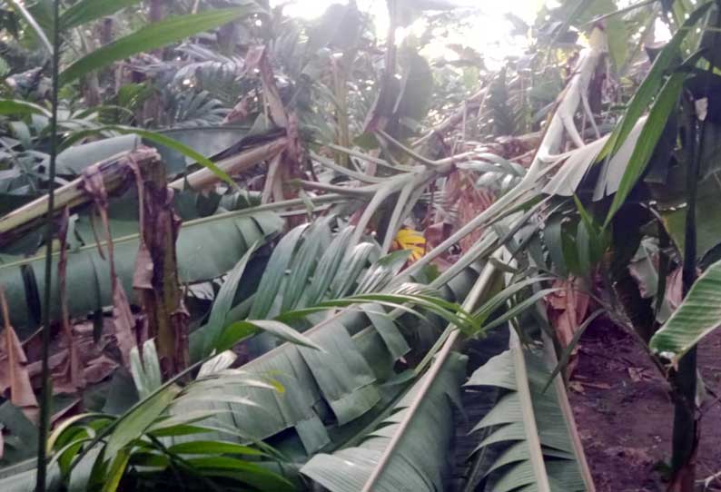 சூறாவளி காற்றுடன் மழை; வாழை மரங்கள் சேதம்