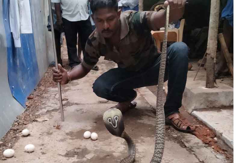 கோழிக்குஞ்சு, முட்டைகளை விழுங்கிய நல்லபாம்பு பிடிபட்டது