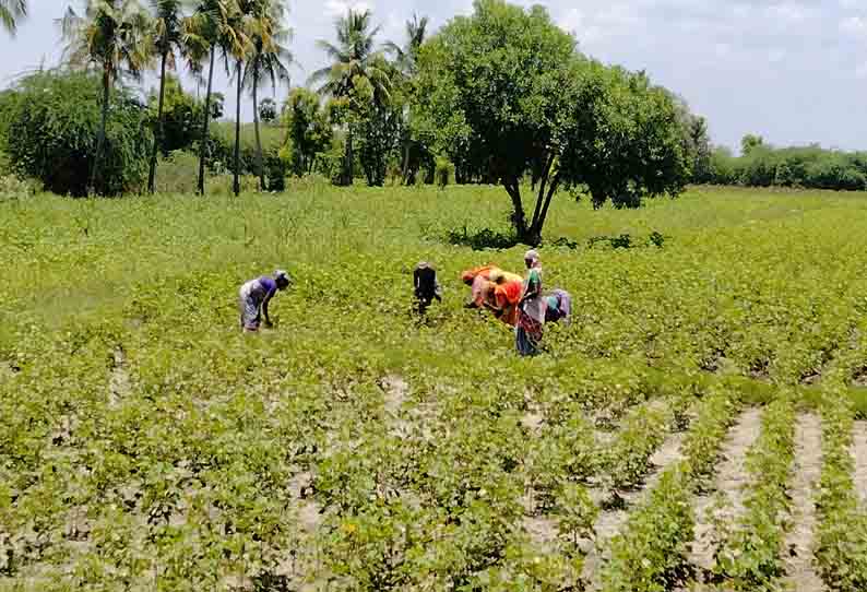 பருத்தி விவசாயிகள் மகிழ்ச்சி