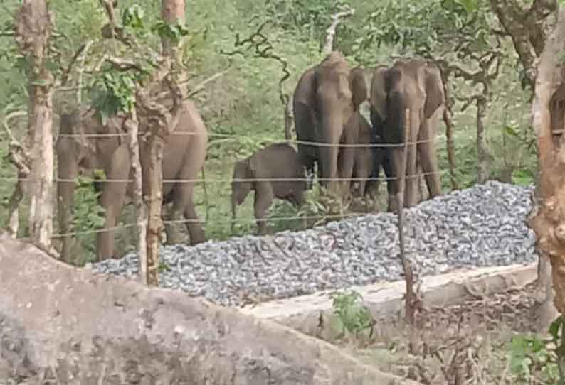 கோத்தகிரி அருகே ஆதிவாசி கிராமப்பகுதியில் காட்டு யானைகள் முகாம்