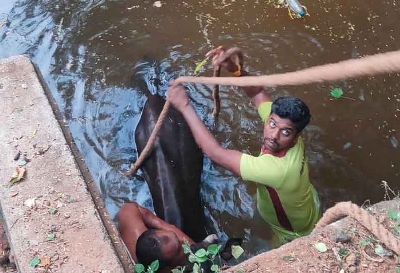 80 அடி ஆழ கிணற்றில் விழுந்த பசு