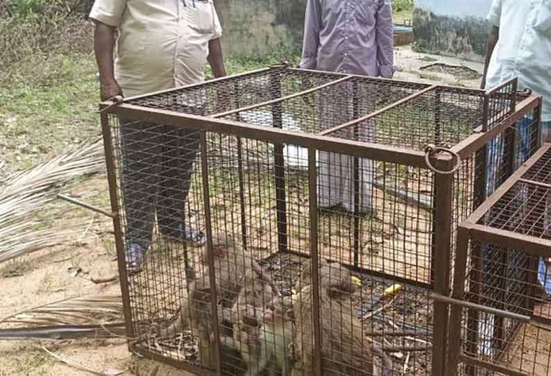 குரங்குகள் பிடிப்பு