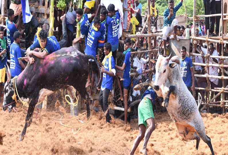 ஜல்லிக்கட்டு போட்டியின் போது காளையர்களிடம் சிக்காமல் சீறிப்பாய்ந்த காளைகள்....!