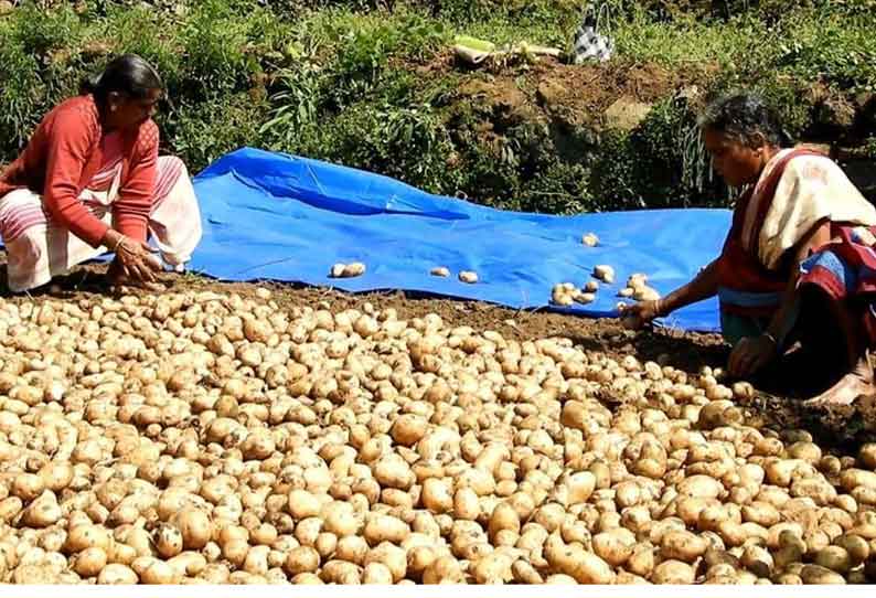 உருளைக்கிழங்கு விலைவீழ்ச்சி