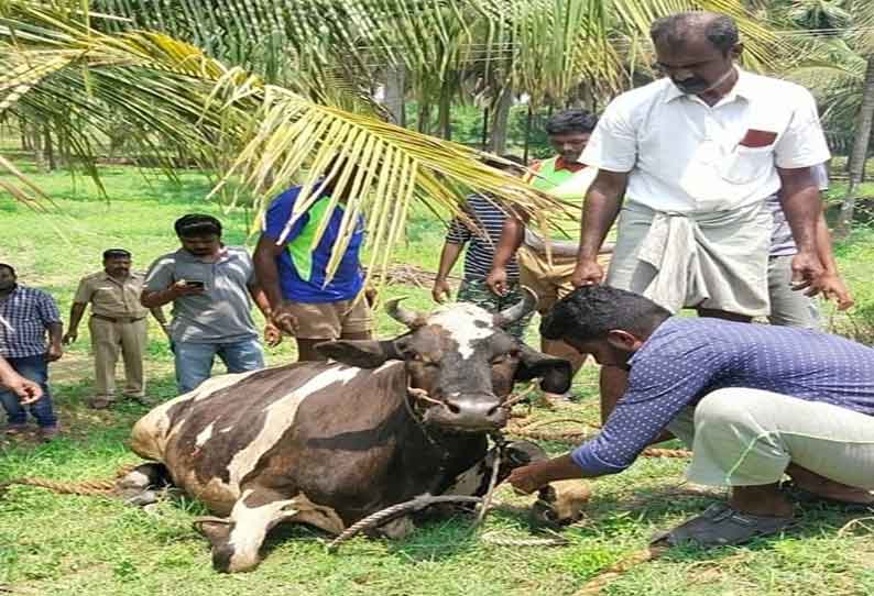 கிணற்றுக்குள் தவறி விழுந்த பசுமாடு மீட்பு