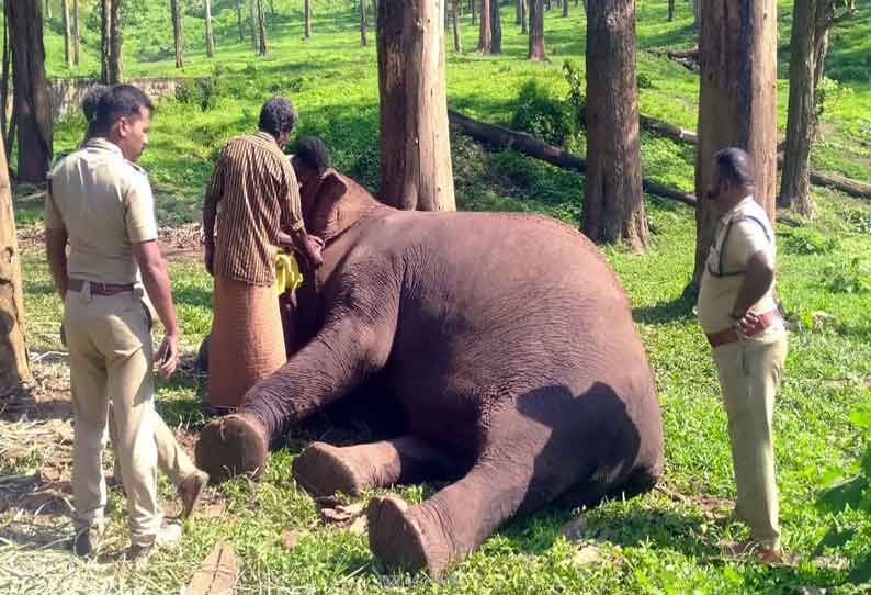 டாப்சிலிப்பில் பெண் யானை சிகிச்சை பலனின்றி சாவு