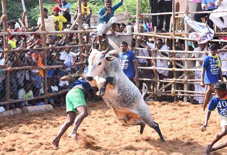 ஜல்லிக்கட்டில் சீறிப்பாய்ந்த காளைகள்; 25 பேர் காயம்