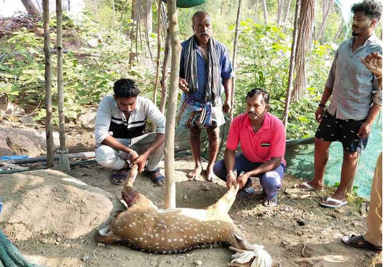 சூளகிரி அருகே ஊருக்குள் புகுந்த புள்ளிமானை கடித்து குதறிய தெருநாய்கள்-வனத்துறையினர் மீட்டு சிகிச்சை அளித்தனர்