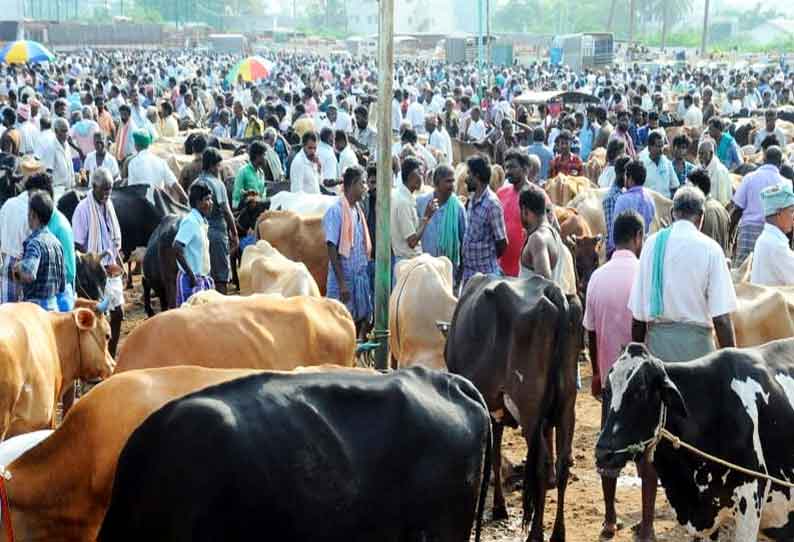 ஈரோடு கருங்கல்பாளையம் சந்தையில் 80 சதவீத மாடுகள் விற்பனை