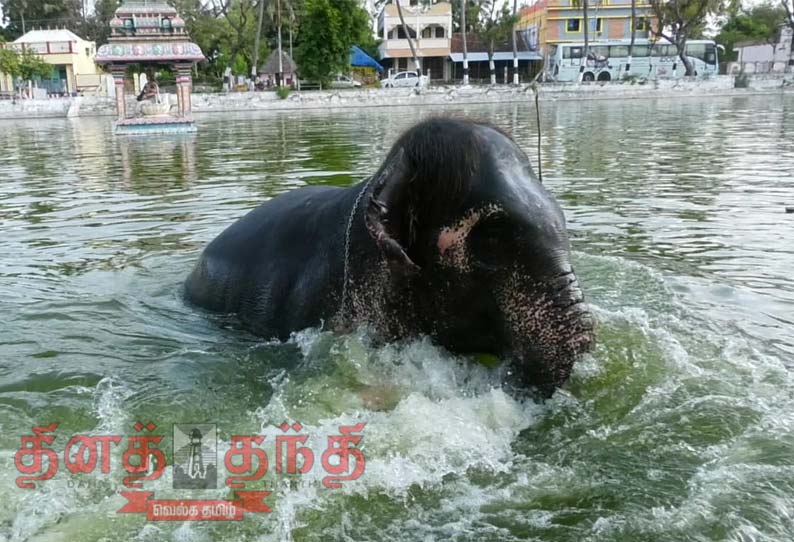 கோடை வெயிலில் திருநள்ளாறு சனீஸ்வரர் கோவில் யானை பிரக்ருதி சரஸ்வதி தீர்த்தத்தில் குதூகல குளியல்