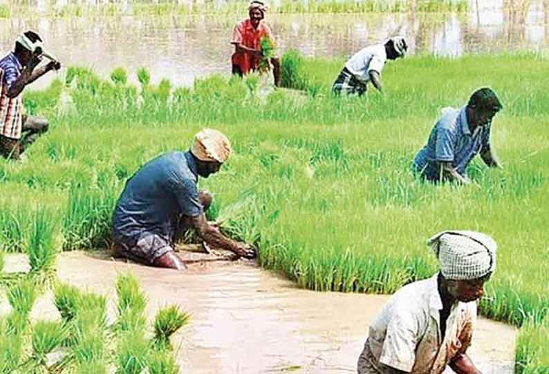 குறுவை நெல் சாகுபடி செய்தால் அதிக மகசூல் பெறலாம்