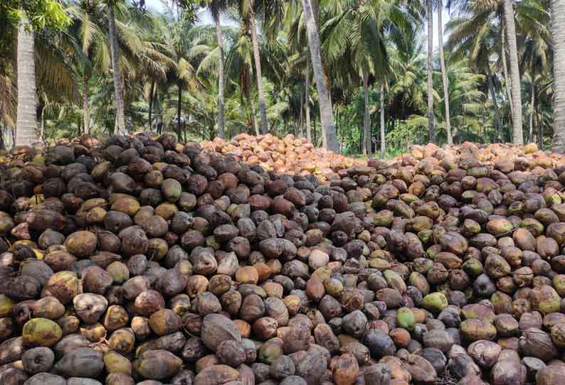 தோப்புகளில் குவிந்து கிடக்கும் தேங்காய்கள்