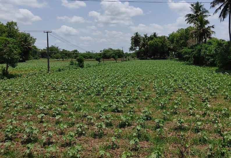 கும்பகோணத்தில் பருத்தி சாகுபடி மும்முரம்