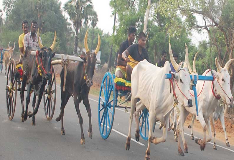 சிவகங்கையில் விமர்சையாக நடைபெற்ற மாட்டு வண்டி பந்தயம்...!