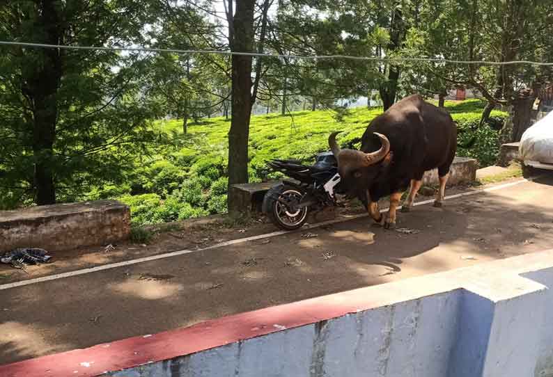 குன்னூர் அருகே குடியிருப்பு பகுதியில் உலா வந்த காட்டெருமை